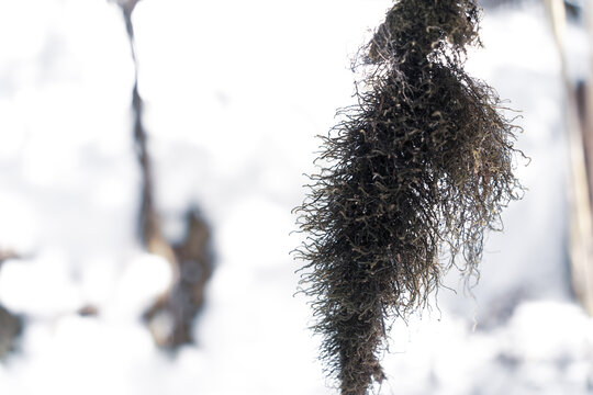 昆明轿子雪山景色