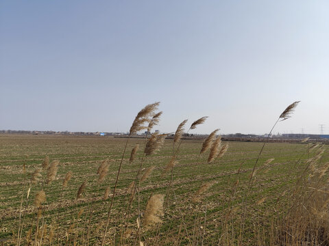 田野