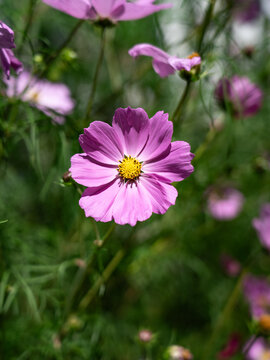 格桑花