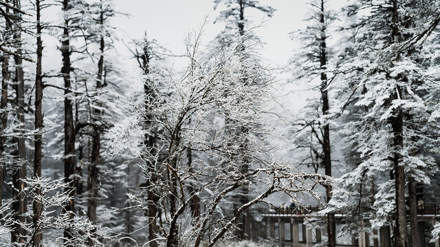 瓦屋山雪树