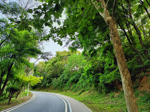 林间公路