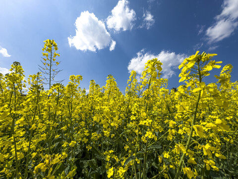 油菜花