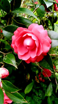 山茶花