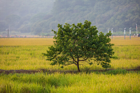 中山市田园风光