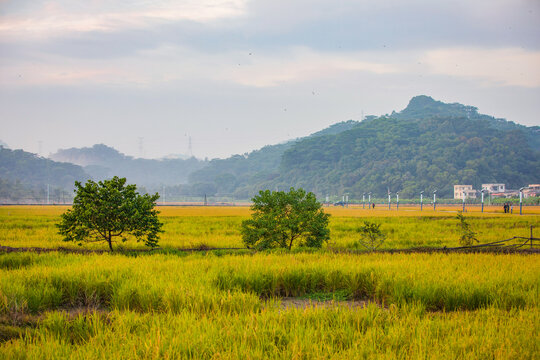 中山市田园风光