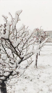 冬天雪景黑白