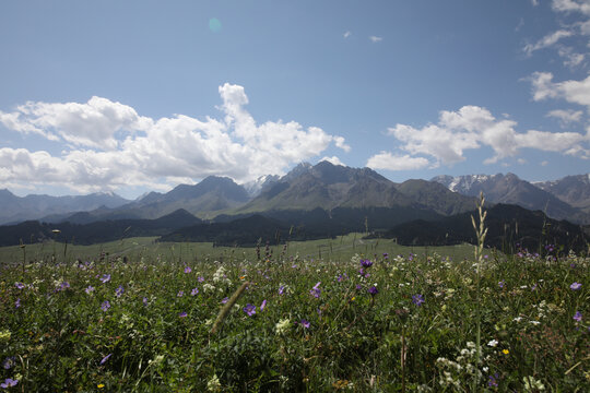 鲜花远山