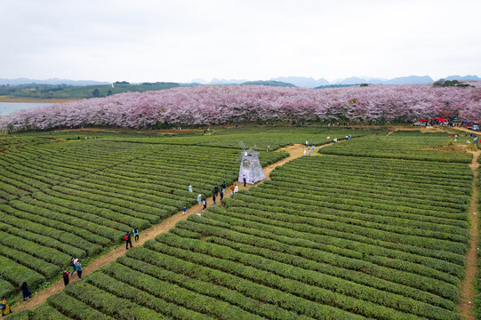 航拍贵州平坝樱花园