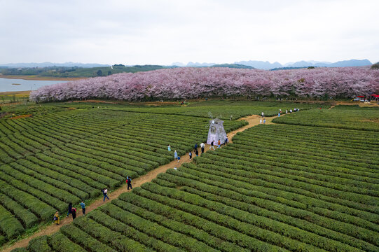 航拍贵州平坝樱花园