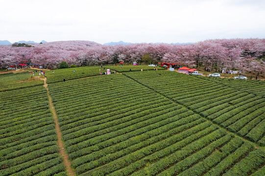 航拍贵州平坝樱花园