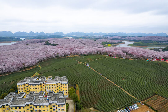 航拍贵州平坝万亩樱花园