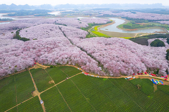 航拍贵州平坝万亩樱花园