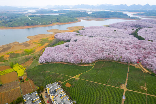 航拍贵州平坝万亩樱花园