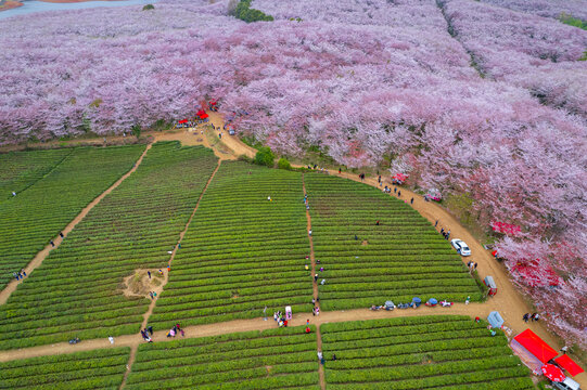 航拍贵州平坝万亩樱花园