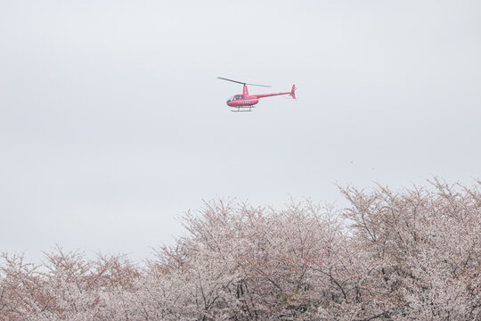 贵州平坝万亩樱花园盛开