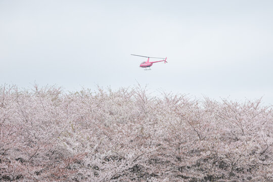 贵州平坝万亩樱花园盛开