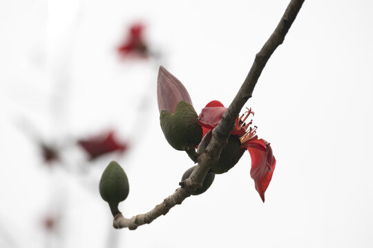 木棉花