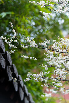 白色梅花植物特写