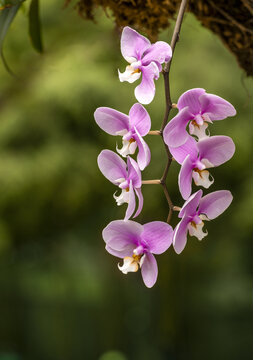 蝴蝶兰洋红白芯右上探出