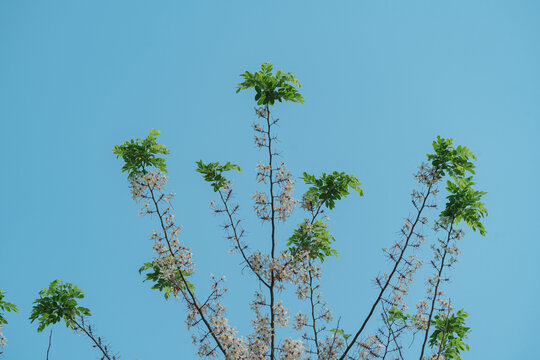 盛开的节荚决明花