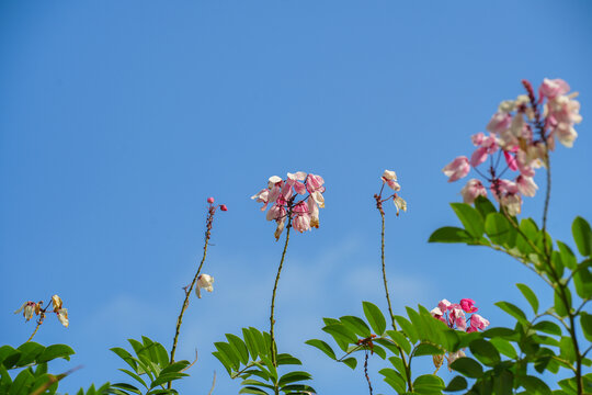 盛开的节荚决明花