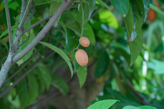 树上生长的枇杷水果