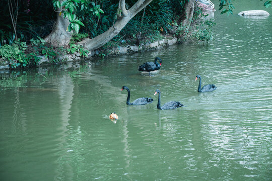 湖里的黑天鹅和赤麻鸭