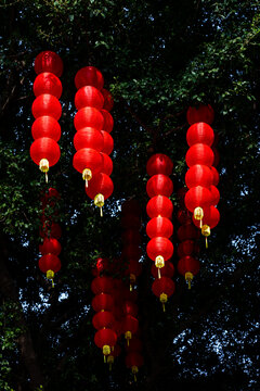 春节树上挂满红灯笼