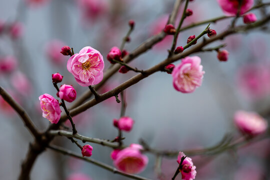 冬天的红色梅花满枝开