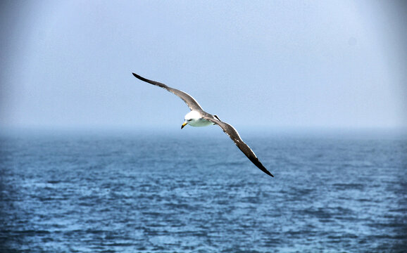 大海展翅的海鸥