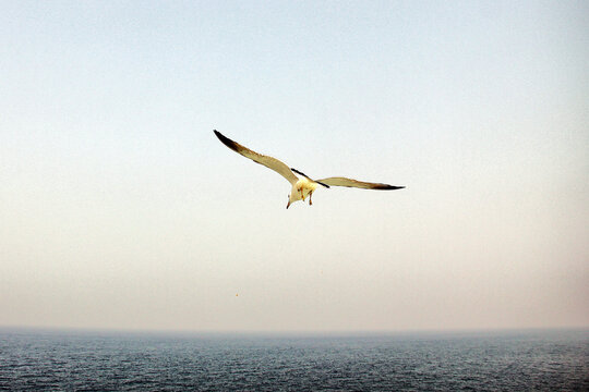 展翅飞翔的海鸥