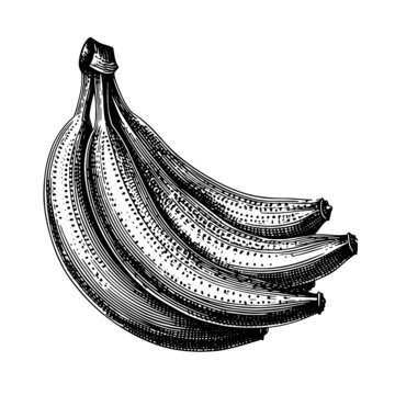 香蕉素描版画矢量素材