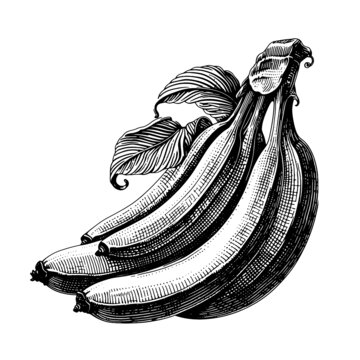 香蕉素描版画矢量素材