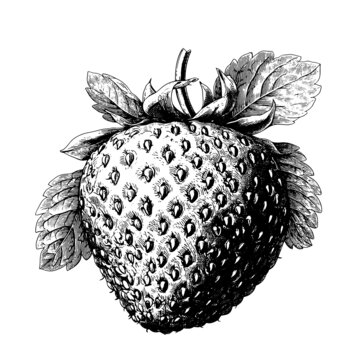 草莓素描版画矢量素材