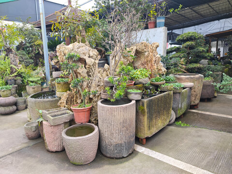园林绿植花卉