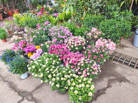 园林绿植花卉