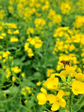 油菜花