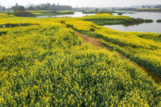 邛崃两河油菜花