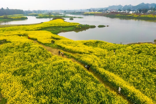 邛崃两河油菜花