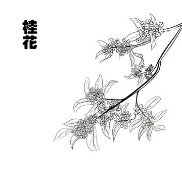 手绘桂花线稿