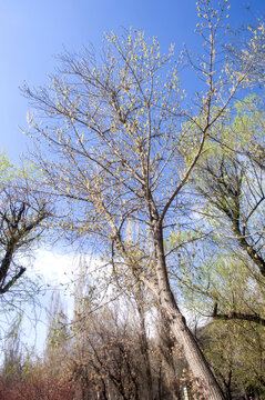 北美槭树