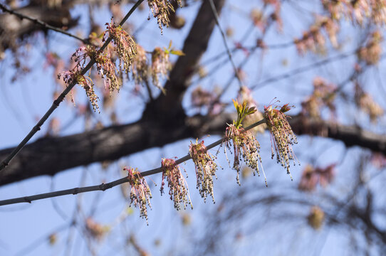 北美槭树花序