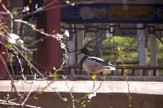 野鸭掠影