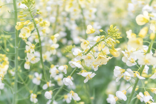 油菜花