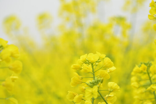 油菜花