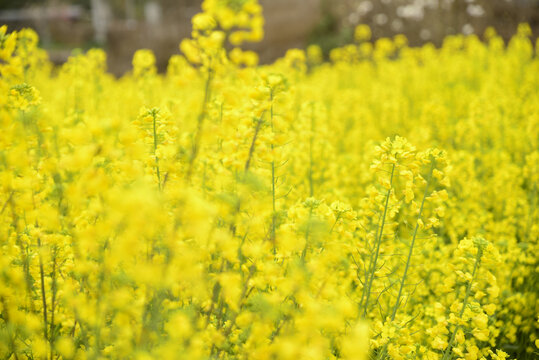 油菜花