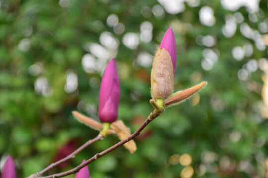 木棉花