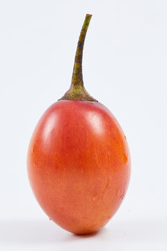 大树番茄