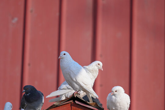 白鸽子一只鸽子站在屋顶