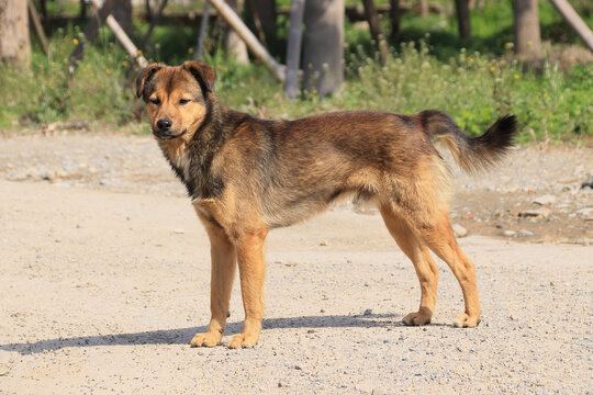 农村中华田园犬